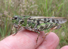 Orange-winged Grasshopper